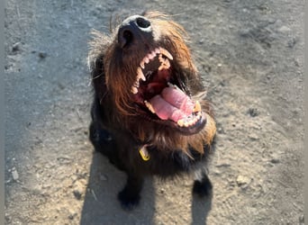 Malagueño  sanfter Riese auf Körbchensuche