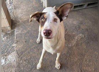 Sabao ein wundervoller Kumpel