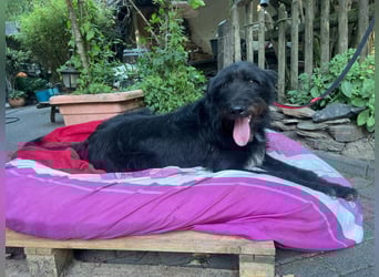 Malagueño  sanfter Riese auf Körbchensuche