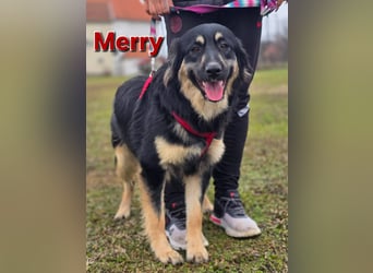Merry - junge Seele auf der Suche nach ihrem Zuhause fürs Leben