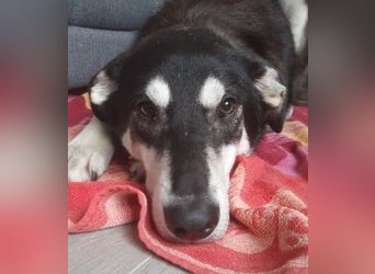 CASPAR - verspielter, verschmuster Junghund sucht seine Familie