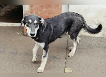 CASPAR - verspielter, verschmuster Junghund sucht seine Familie