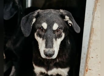 CASPAR - verspielter, verschmuster Junghund sucht seine Familie