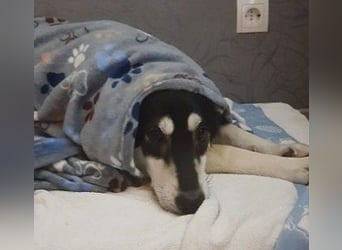 CASPAR - verspielter, verschmuster Junghund sucht seine Familie