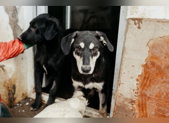 CASPAR - verspielter, verschmuster Junghund sucht seine Familie