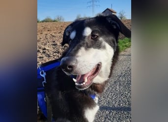 CASPAR - verspielter, verschmuster Junghund sucht seine Familie