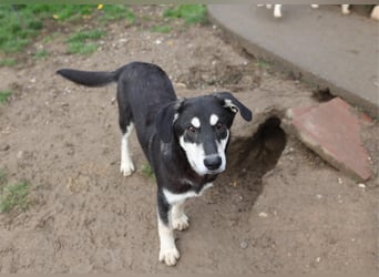 CASPAR - verspielter, verschmuster Junghund sucht seine Familie