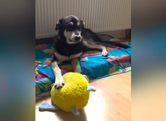 CASPAR - verspielter, verschmuster Junghund sucht seine Familie