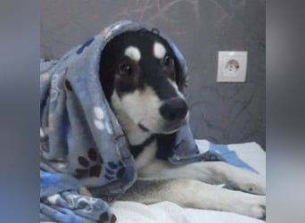 CASPAR - verspielter, verschmuster Junghund sucht seine Familie