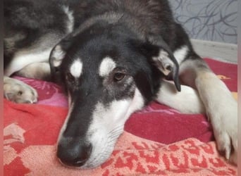 CASPAR - verspielter, verschmuster Junghund sucht seine Familie