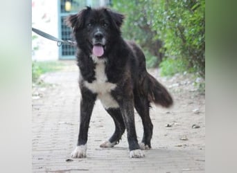 Teddy - liebenswerter und freundlicher Senior