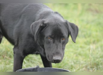 Sancho - verspielter, verschmuster, freundlicher Rüde