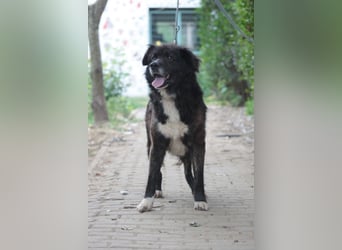 Teddy - liebenswerter und freundlicher Senior