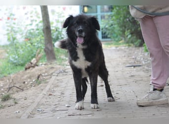Teddy - liebenswerter und freundlicher Senior