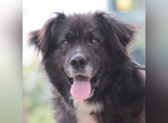Teddy - liebenswerter und freundlicher Senior
