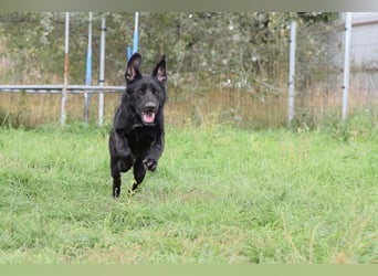 Sancho - verspielter, verschmuster, freundlicher Rüde