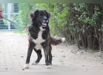 Teddy - liebenswerter und freundlicher Senior