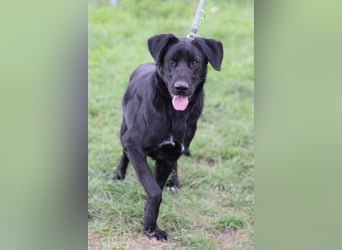 Sancho - verspielter, verschmuster, freundlicher Rüde