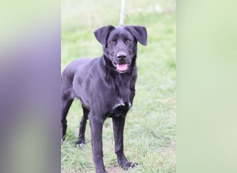 Sancho - verspielter, verschmuster, freundlicher Rüde