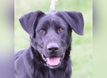 Sancho - verspielter, verschmuster, freundlicher Rüde