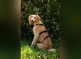 Hübscher Richard sucht seine Menschen