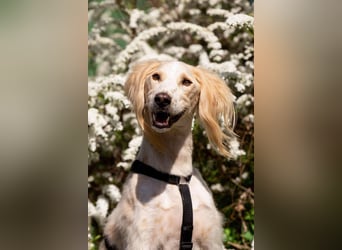 Hübscher Richard sucht seine Menschen