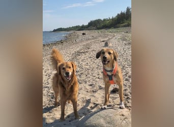 Freddi – ein richtig toller Hundekumpel