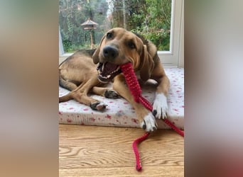 Freddi – ein richtig toller Hundekumpel