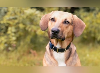 Freddi – ein richtig toller Hundekumpel