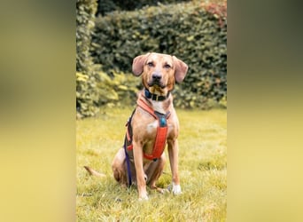 Freddi – ein richtig toller Hundekumpel