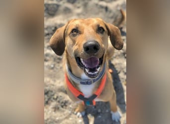 Freddi – ein richtig toller Hundekumpel