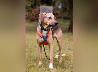 Freddi – ein richtig toller Hundekumpel