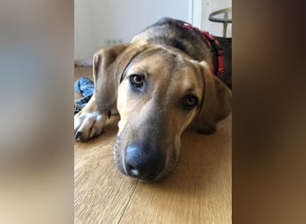 Freddi – ein richtig toller Hundekumpel