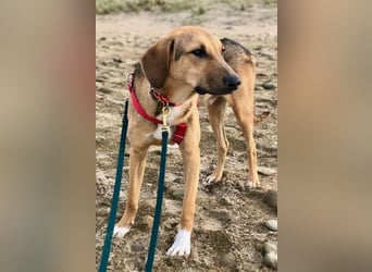 Freddi – ein richtig toller Hundekumpel