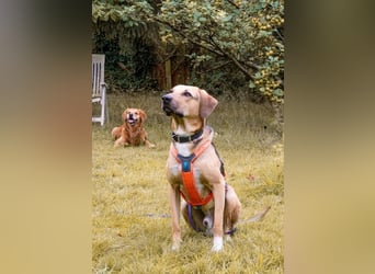 Freddi – ein richtig toller Hundekumpel