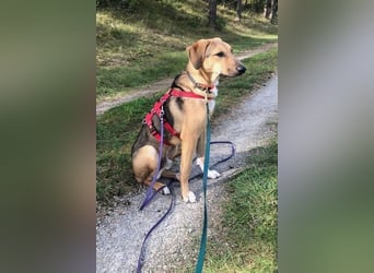 Freddi – ein richtig toller Hundekumpel