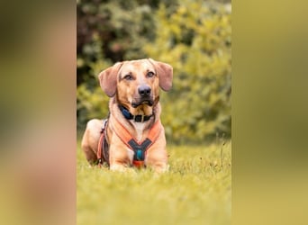 Freddi – ein richtig toller Hundekumpel