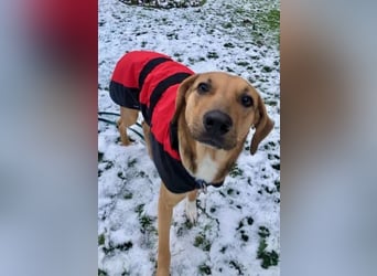 Freddi – ein richtig toller Hundekumpel