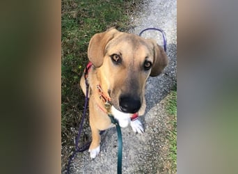 Freddi – ein richtig toller Hundekumpel