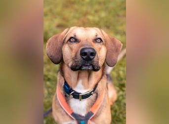 Freddi – ein richtig toller Hundekumpel