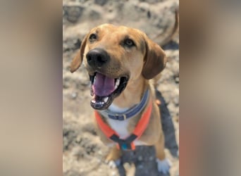 Freddi – ein richtig toller Hundekumpel