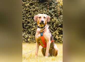 Freddi – ein richtig toller Hundekumpel