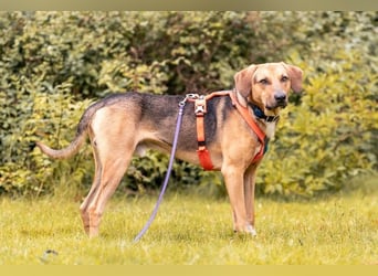 Freddi – ein richtig toller Hundekumpel