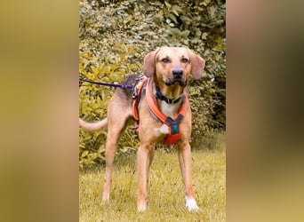 Freddi – ein richtig toller Hundekumpel