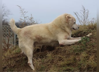 Unser schmusiger Eisbär Nanuk - Wer hat Platz für einen Sonnenschein?