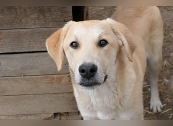 Hauke schüchterner Junghund wartet auf seine Menschen