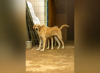 Hauke schüchterner Junghund wartet auf seine Menschen