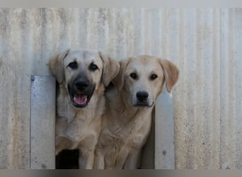 Hauke schüchterner Junghund wartet auf seine Menschen