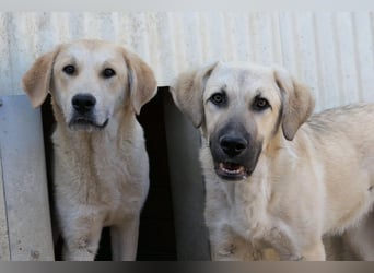 Hauke schüchterner Junghund wartet auf seine Menschen