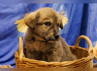 Hauke schüchterner Junghund wartet auf seine Menschen